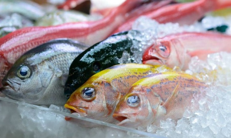 Fresh Fish Review